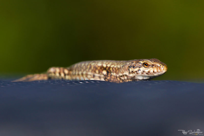 Eidechse; Natur; Roger Schaffner Photography