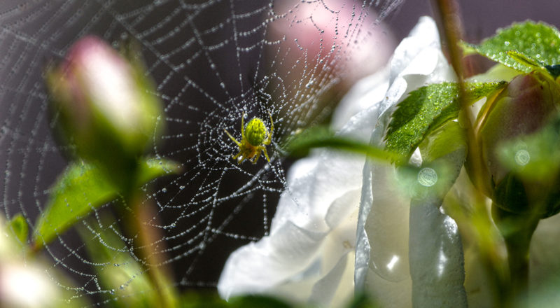 Spider; Nature
