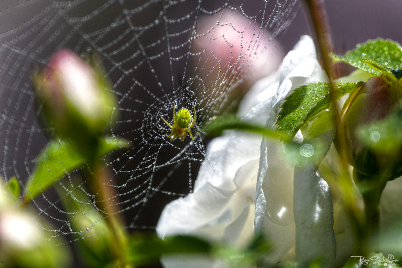 Spider; Nature